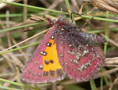 Aloeides penningtoni