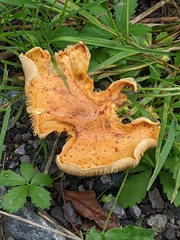 Pholiota lucifera