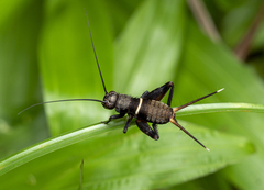 Teleogryllus mitratus