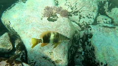 Serranus papilionaceus