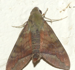 Nephele comma