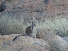 Petrogale lateralis