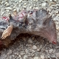 Blarina carolinensis