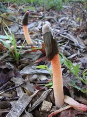 Phallus