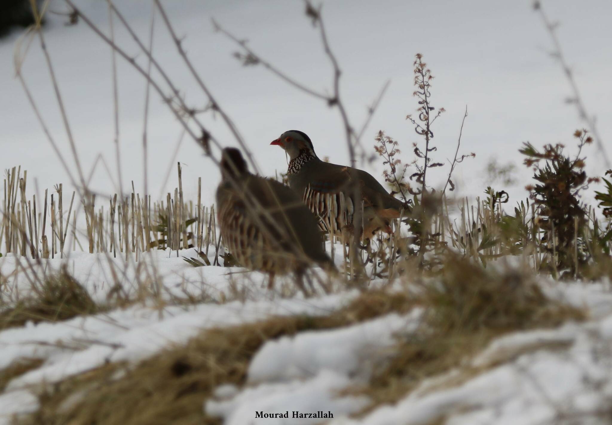 Barbary Partridge