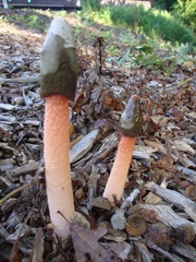 Phallus