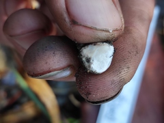 Reddellomyces donkii
