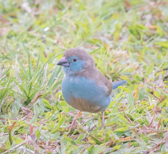 Uraeginthus bengalus