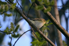 Phylloscopus trochilus