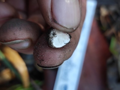 Reddellomyces donkii