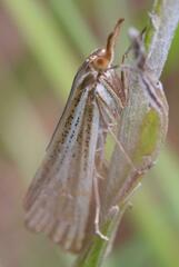 Aurotalis nigrisquamalis
