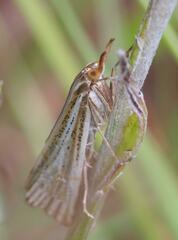 Aurotalis nigrisquamalis