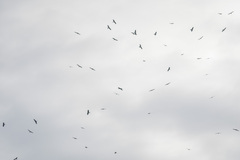 Milvus migrans parasitus