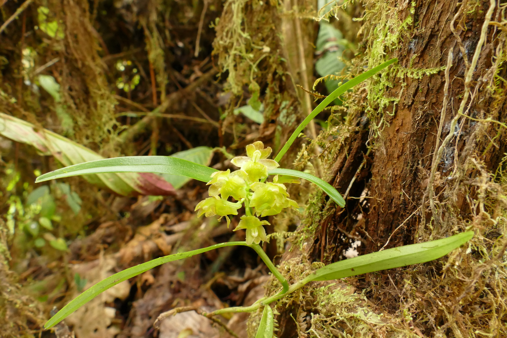 Epidendrum microdiothoneum Hágsater & Dodson 2