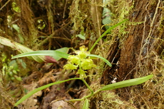 Epidendrum cottoniiflorum