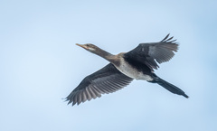 Microcarbo africanus