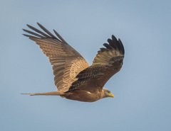 Milvus migrans parasitus