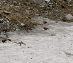 Leucosticte nemoricola