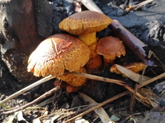 Gymnopilus junonius