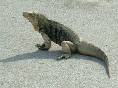 Cyclura nubila