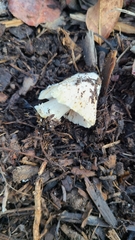 Coprinellus flocculosus