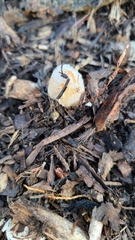 Coprinellus flocculosus