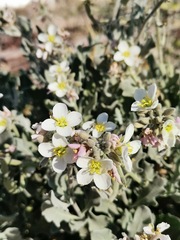 Nerisyrenia camporum