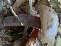 Tylopilus plumbeoviolaceus