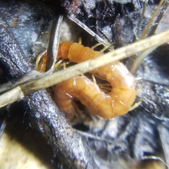 Scolopocryptops spinicaudus