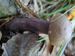 Tylopilus plumbeoviolaceus