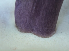 Tylopilus plumbeoviolaceus