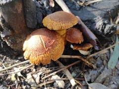 Gymnopilus junonius