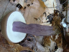 Tylopilus plumbeoviolaceus