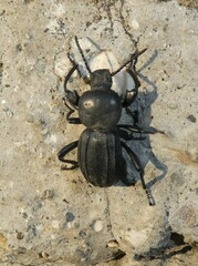 Tenebrionidae
