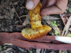 Gymnopilus junonius