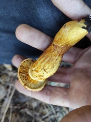Gymnopilus junonius