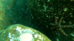 Coscinasterias tenuispina