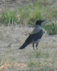 Corvus cornix