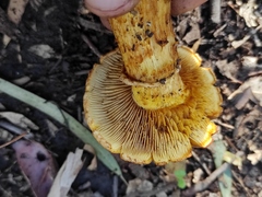 Gymnopilus junonius