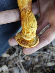 Gymnopilus junonius