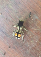 Hoplomutilla spinosa