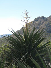 Yucca capensis