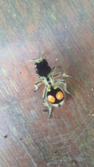 Hoplomutilla spinosa