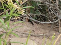 Micrurus pyrrhocryptus