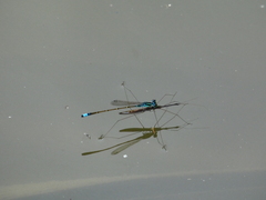 Ischnura capreolus