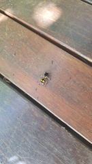 Hoplomutilla spinosa