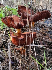 Gymnopilus junonius