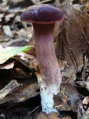 Tylopilus badiceps