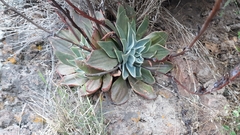Echeveria strictiflora