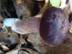 Tylopilus badiceps
